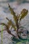 The aquatic plant potamogeton crispus on the bottom of a fresh water lake