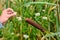 The aquatic plant Typha gracilis: easy to find along the banks of ponds and lakes. With flat, narrow leaves and very decorative