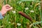 The aquatic plant Typha gracilis: easy to find along the banks of ponds and lakes. With flat, narrow leaves and very decorative