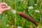 The aquatic plant Typha gracilis: easy to find along the banks of ponds and lakes. With flat, narrow leaves and very decorative