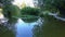 Aquatic plants grow in the park pond