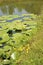 Aquatic plants in the lake with water lilies
