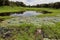 Aquatic Plants Manaus