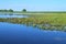 Aquatic plants of the marshy areas of the Danube Delta.