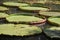 Aquatic Plants Old And Young Victoria Lotus Leaves