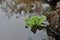 Aquatic plants in the river near the rocks