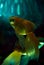 Aquatic scene of a fantail fish swimming in an illuminated aquarium