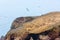 Aquatic seabirds in Peru,South America, coast at Paracas National Reservation, Peruvian Galapagos.