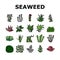Aquatic Seaweed Natural Plant Icons Set Vector