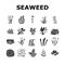 Aquatic Seaweed Natural Plant Icons Set Vector