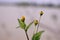 aquatic small flower commonly found