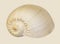 Aquatic snail shell