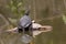 Aquatic Turtle in a pond