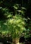 Aquatic Umbrella Plant, Cyperus alternifolius, growing in a pool of water. Photographed in Chaumont, Loire Valley, France.