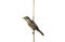 Aquatic warbler, Acrocephalus paludicola