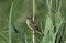 Aquatic warbler, Acrocephalus paludicola