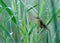 Aquatic warbler(Acrocephalus paludicola)