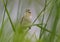 An Aquatic warbler singing