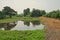 Aquatic weeds grow on canal water habitat