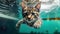 Aquatic Whiskers: A Kitten Cat\\\'s Playful Swim