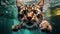 Aquatic Whiskers: A Kitten Cat\\\'s Underwater Adventure