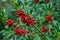 Aquifolium flower Christmas plant berries close-up