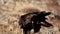 Aquila chrysaetos male feeding on the ground