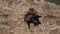 Aquila chrysaetos male feeding on the ground raises head in slow-mo