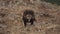 Aquila chrysaetos male feeding on the ground in slow-mo