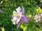 Aquilegia Biedermeier Columbine Flowers