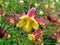 Aquilegia Biedermeier Columbine Flowers