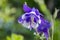 Aquilegia caerulea in bloom, single flower, blue and white