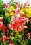 Aquilegia caerulea \'Red hobbit\' flowers