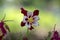 Aquilegia caerulea red white yellow flowering plant, beautiful ornamental herbaceous perennial flowers in bloom