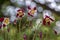 Aquilegia caerulea red white yellow flowering plant, beautiful ornamental herbaceous perennial flowers in bloom