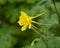 Aquilegia chrysanta, the Golden columbine, at the Fort worth Botanic Garden, Texas.