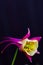 Aquilegia, Columbine, swan pink and yellow macro flower