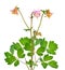 Aquilegia, common names granny`s bonne or columbine. Isolated on