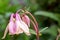 Aquilegia common names: granny\'s bonnet, columbine , woodlands