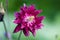 Aquilegia ex 'Bordeau Barlow' is a columbine with double purple flowers