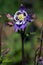 Aquilegia flower