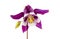 Aquilegia flower isolated