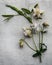 Aquilegia flower on linen background. Herbarium