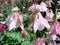 Aquilegia formosa, crimson columbine, western columbine, or red columbine. Columbine in green garden