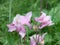 Aquilegia formosa, crimson columbine, western columbine, or red columbine. Columbine in green garden