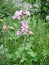 Aquilegia formosa, crimson columbine, western columbine, or red columbine. Columbine in green garden