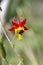 Aquilegia formosa Western Columbine