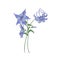 Aquilegia or granny`s bonnet flowers isolated on white background. Gorgeous drawing of tender meadow plant or wildflower