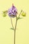 Aquilegia/granny`s bonnet on yellow background