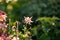 Aquilegia Granny`s Bonnets Columbine flowers growing in vibrant cottage garden